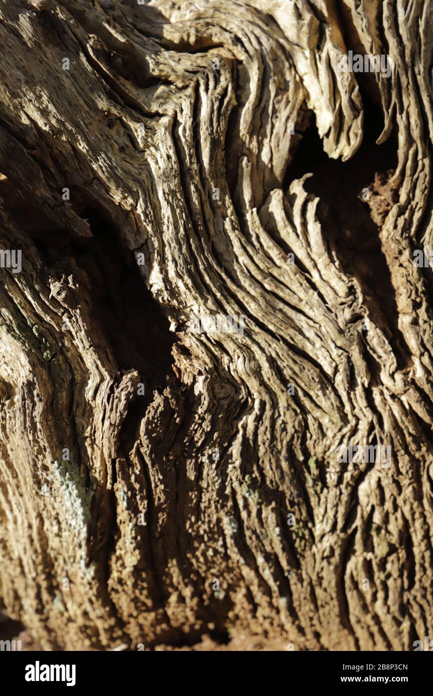 tree trunk, looks like a piece of art Stock Photo Alamy