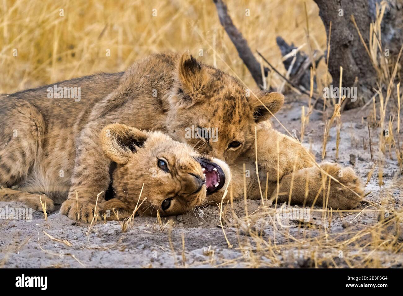 lion cubs playing Stock Photo