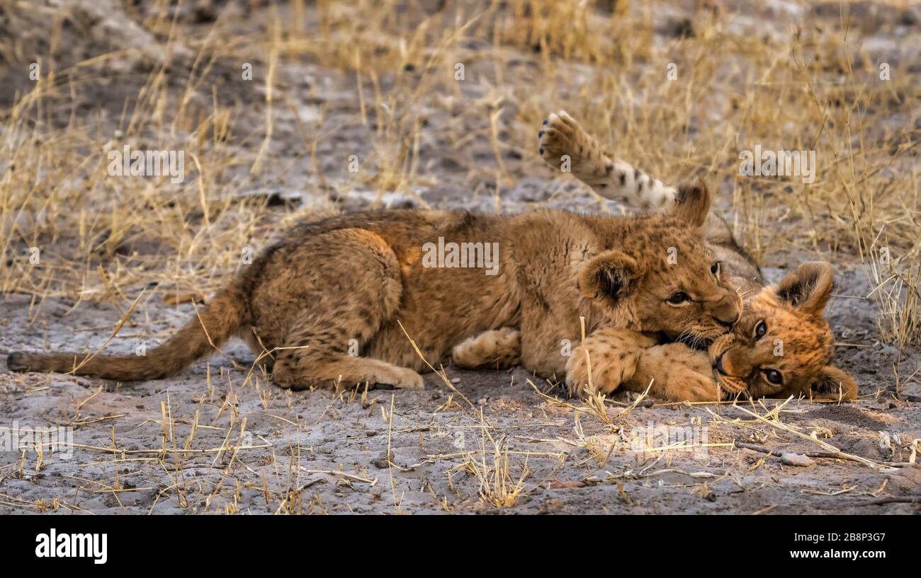 lion cubs playing Stock Photo