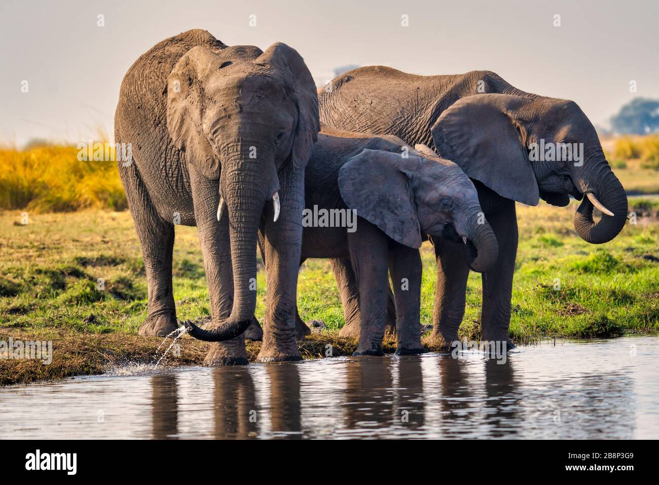 Elephant family drinking water Stock Photo
