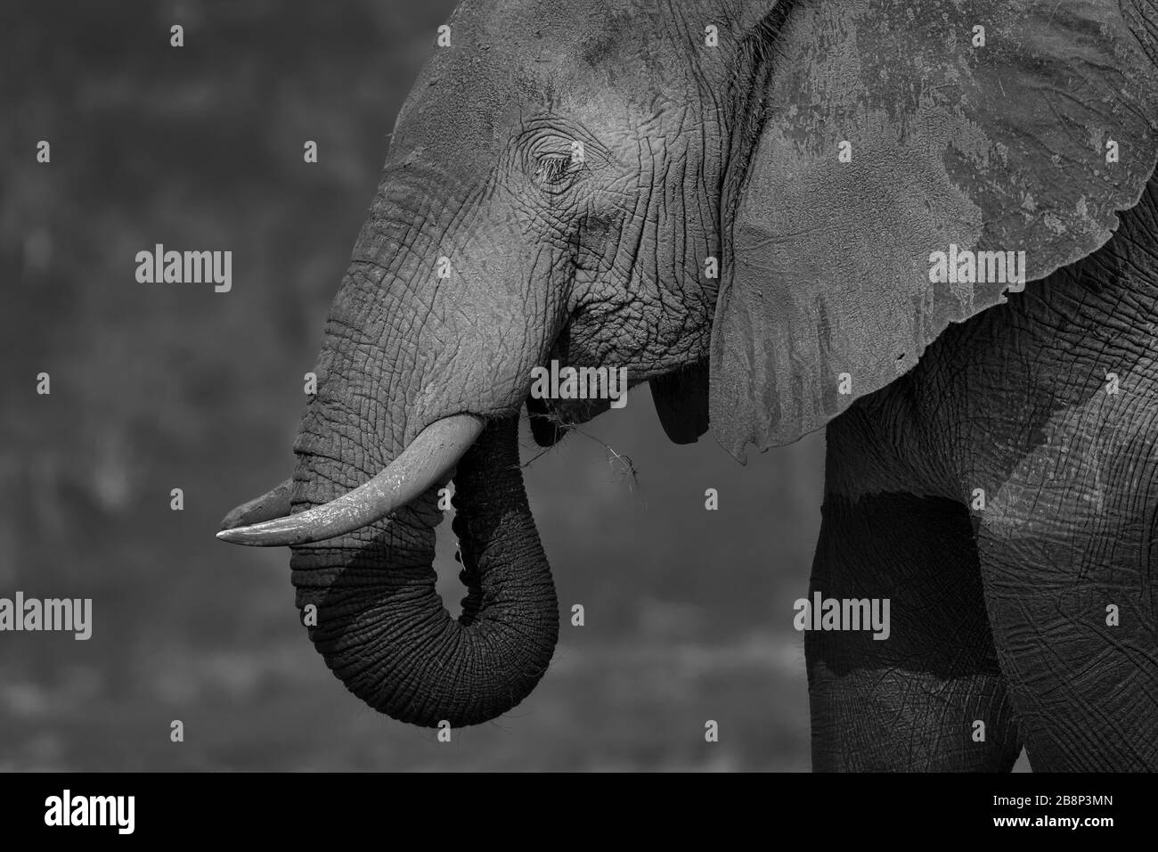 Black and white elephant Stock Photo Alamy