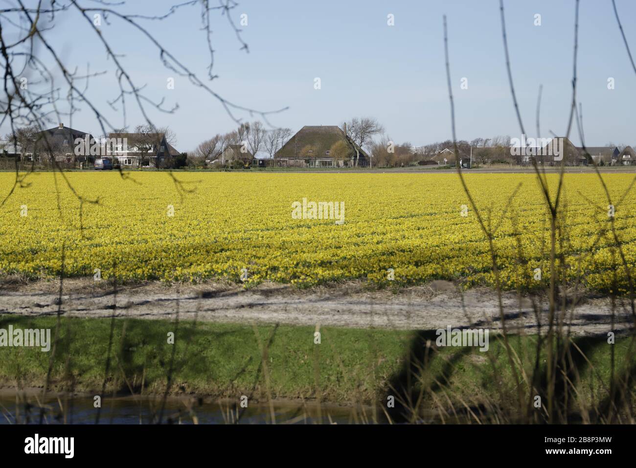 Dutch Spring Farming tulip field in the spring in the netherlands dutch farm at the ...