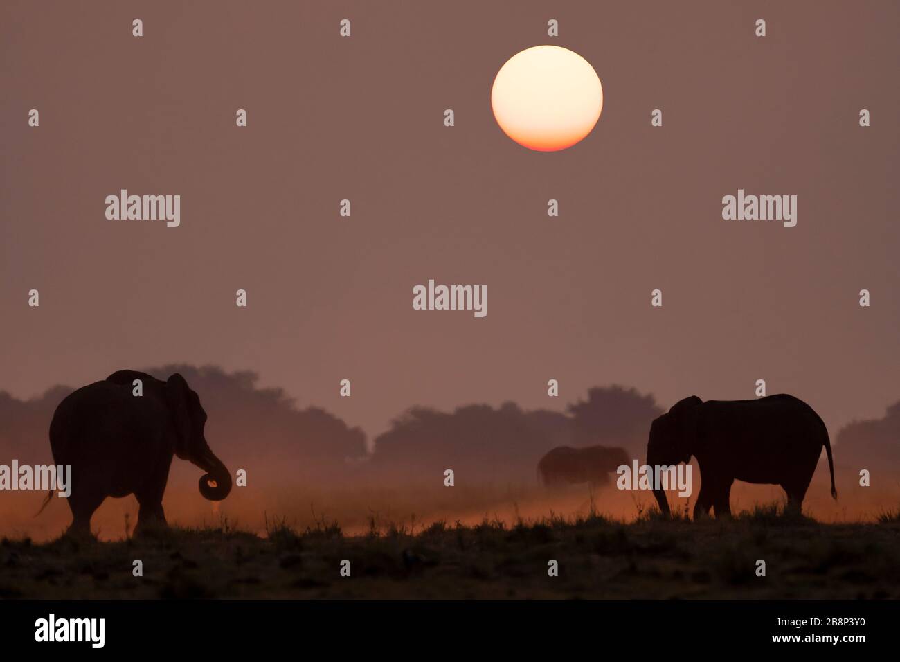 Sunset Elephants Stock Photo