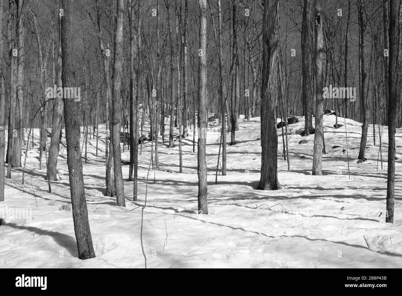 Gatineau park quebec winter Black and White Stock Photos & Images Alamy