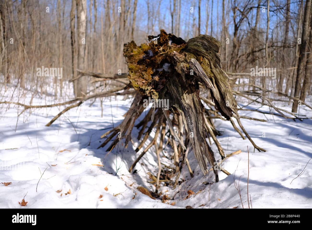 Fallen Pine Tree Roots High Resolution Stock Photography and Images - Alamy