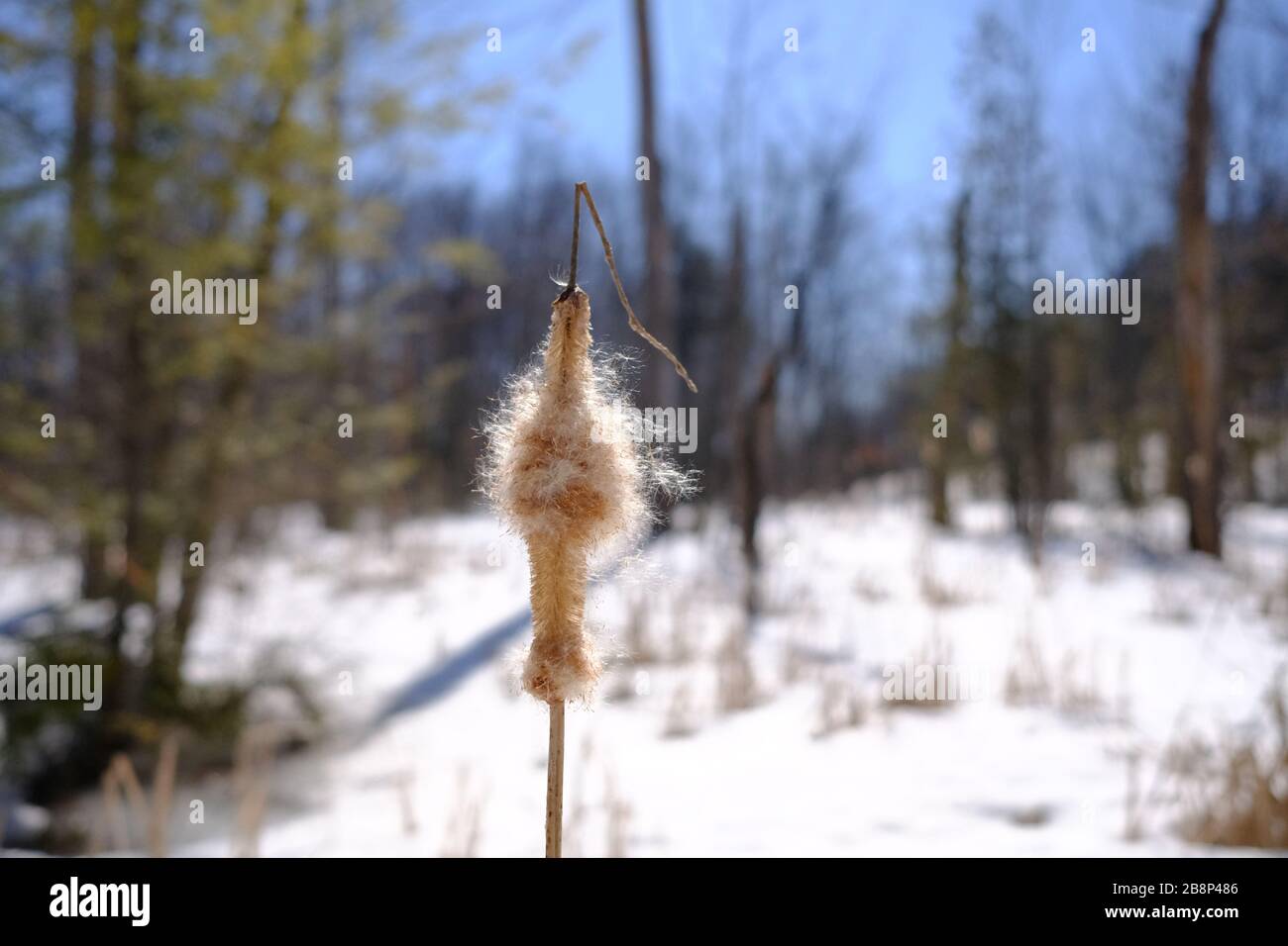 Bulrush (Typha latifolia), also known as reedmace or cattail, in winter. Gatineau Park, Quebec, Canada. Stock Photo
