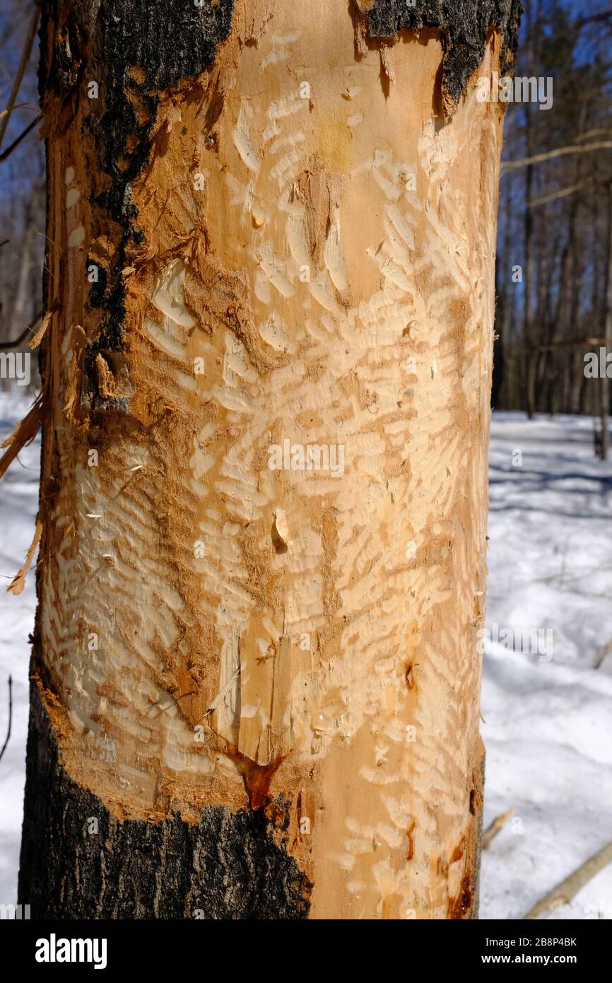 Trees felled by beavers (Castor canadensis) showing bite marks and debris. Gatineau Park, Quebec, Canada. Stock Photo