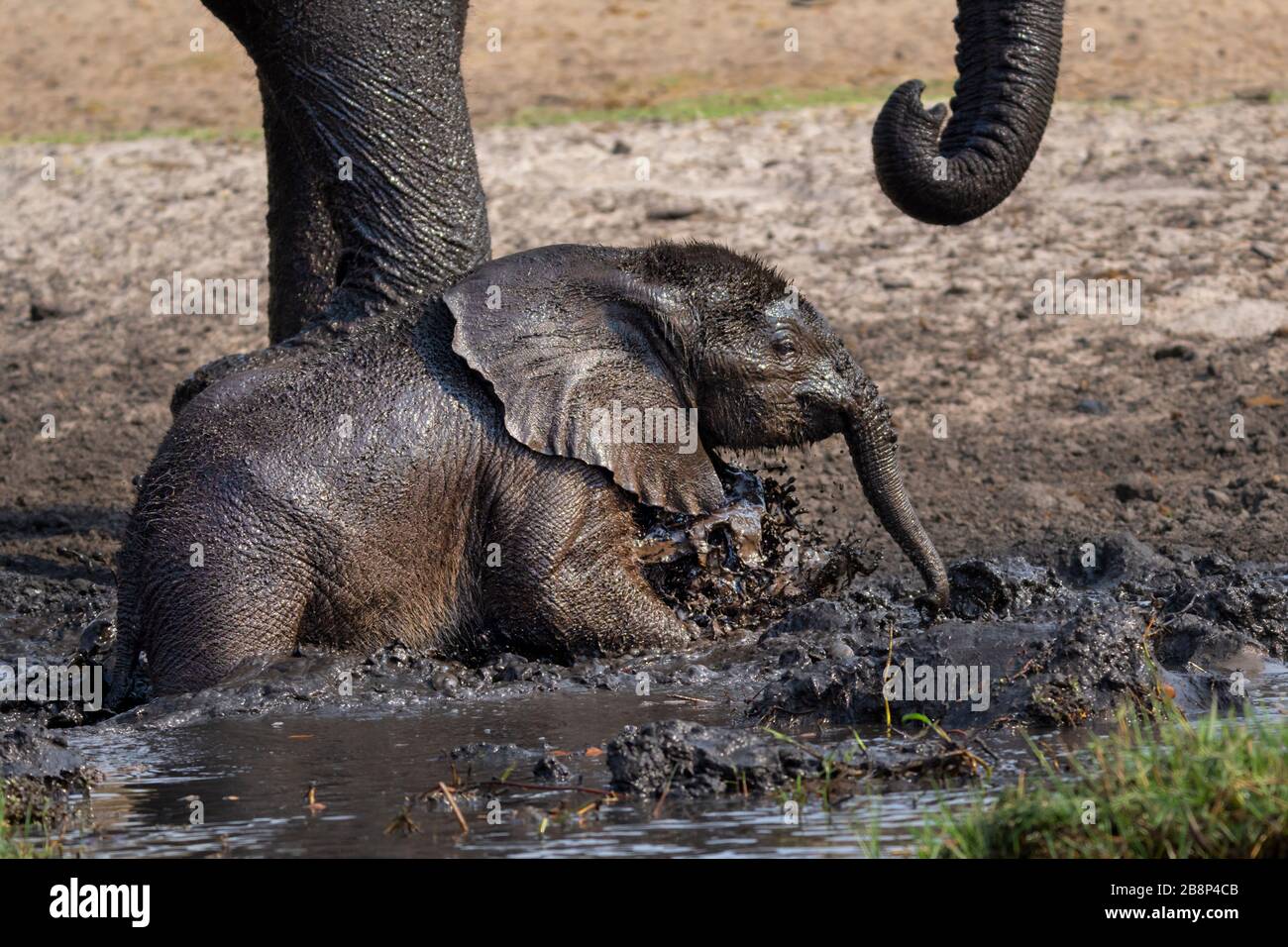 elephant calf mud bath Stock Photo