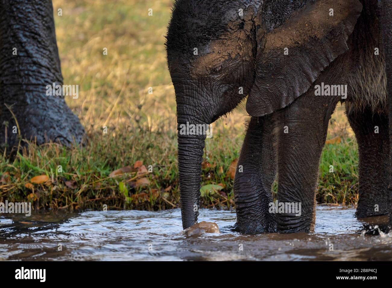 elephant calf drinking water Stock Photo