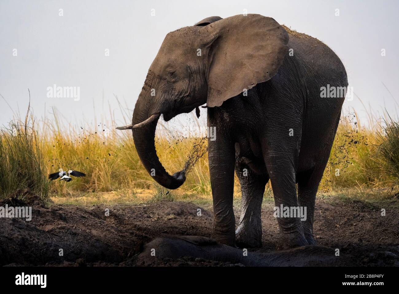Elephant Slinging mud Stock Photo