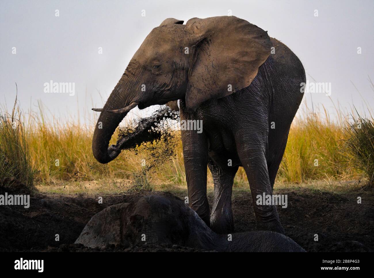 Elephant Slinging mud Stock Photo