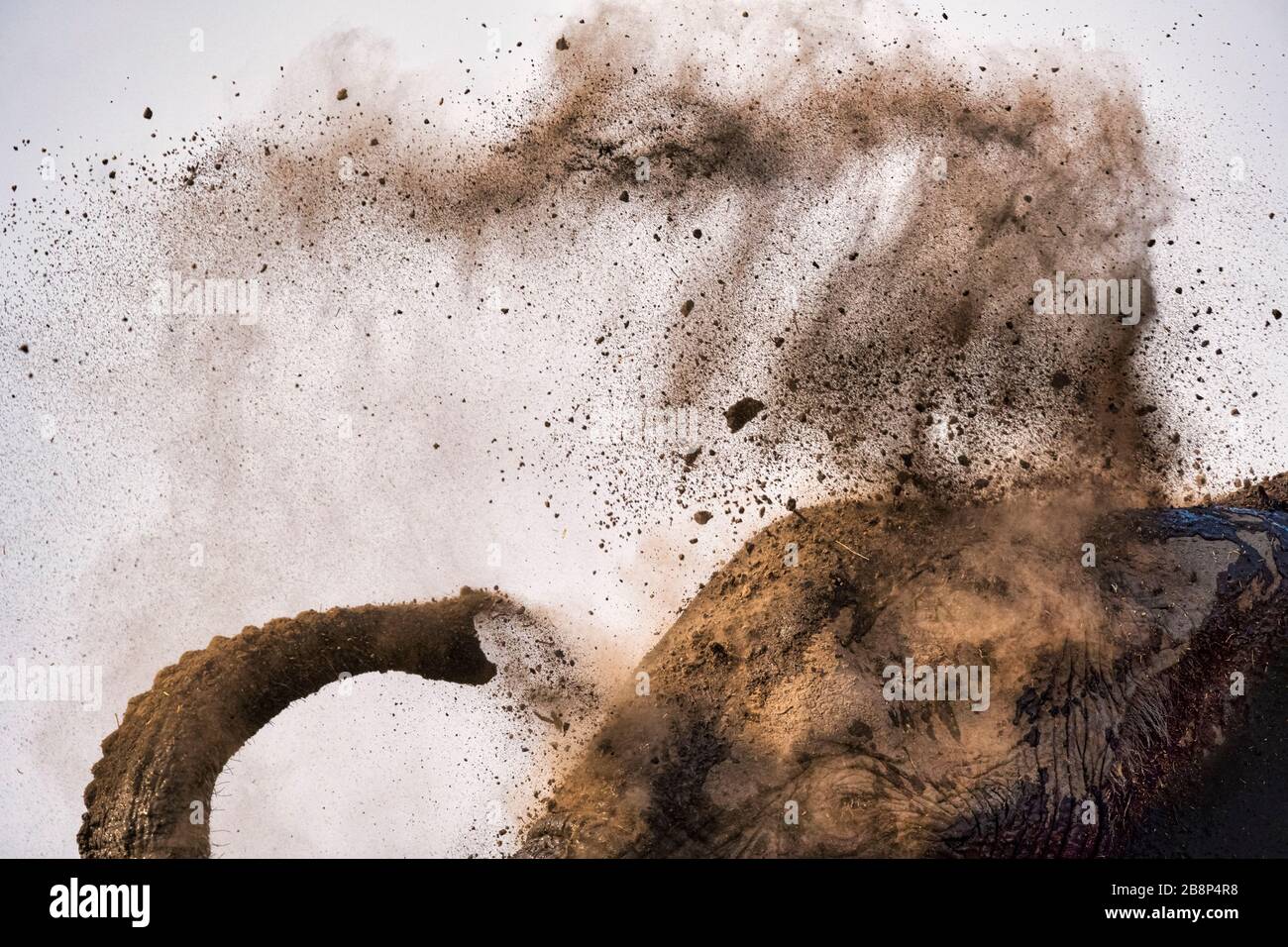 elephant dusting Stock Photo
