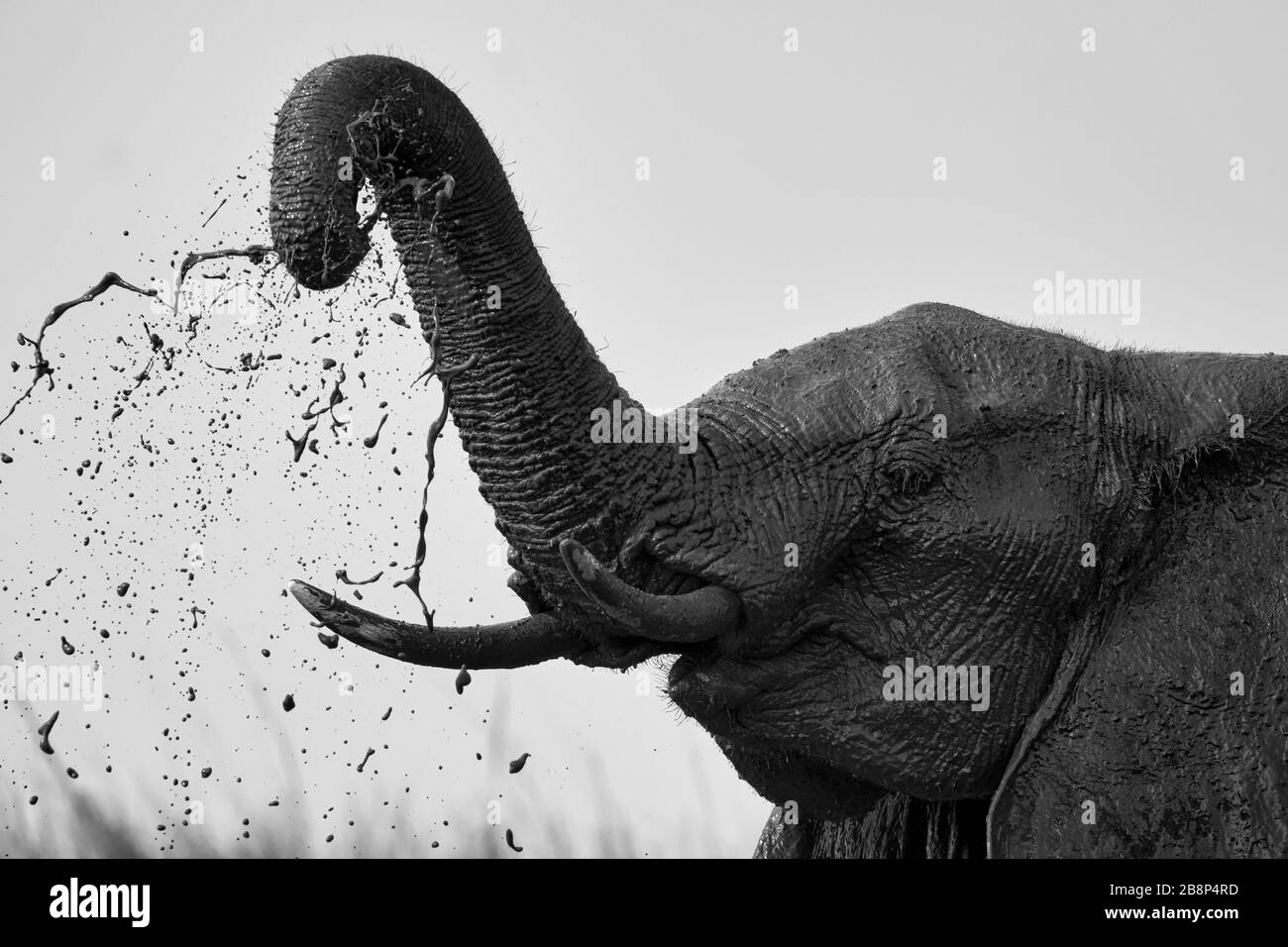 elephant slinging mud Stock Photo