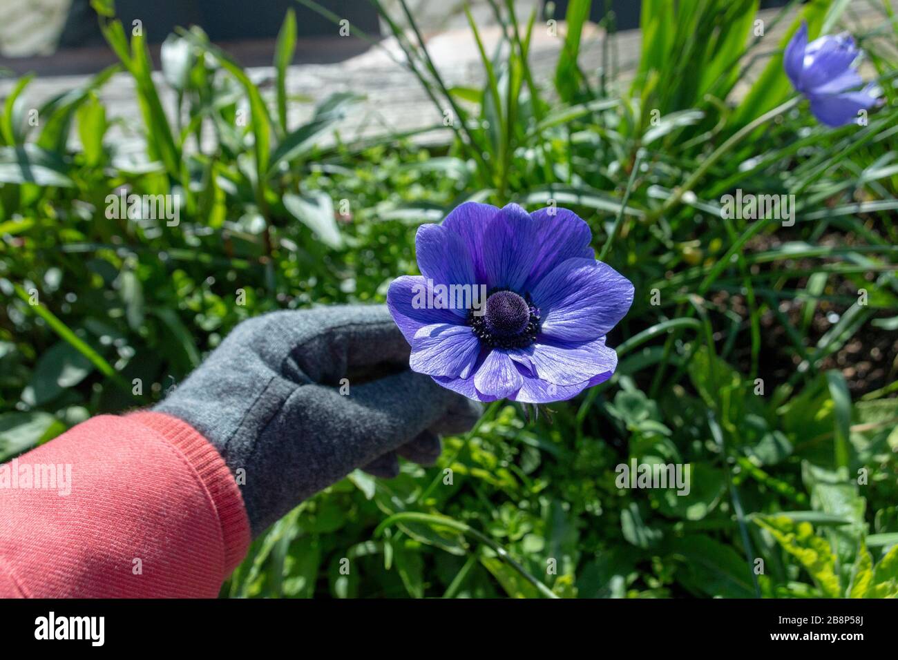 a close up view of someone holding a purple poppie flower Stock Photo