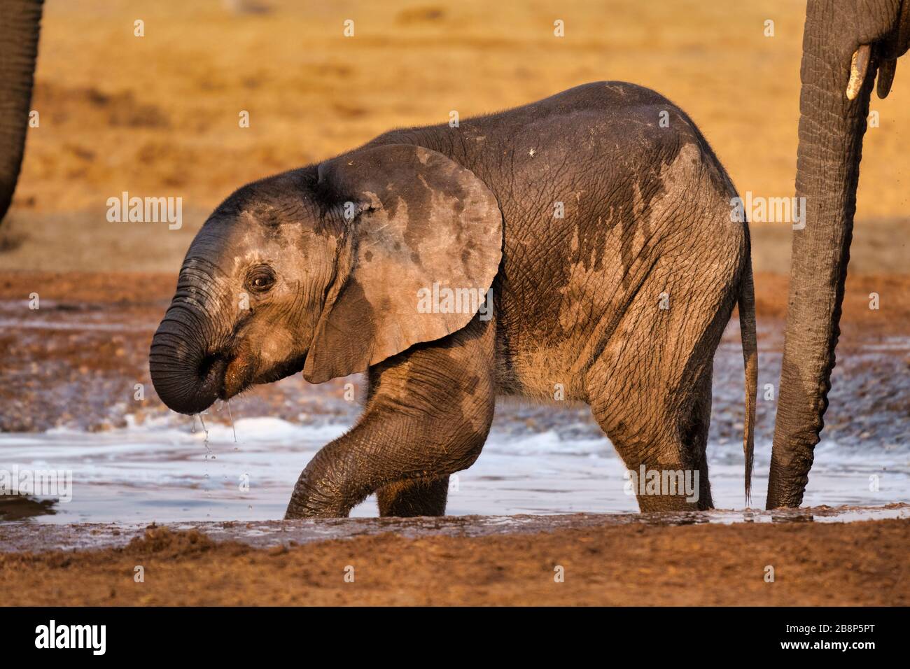 baby elephant calf Stock Photo