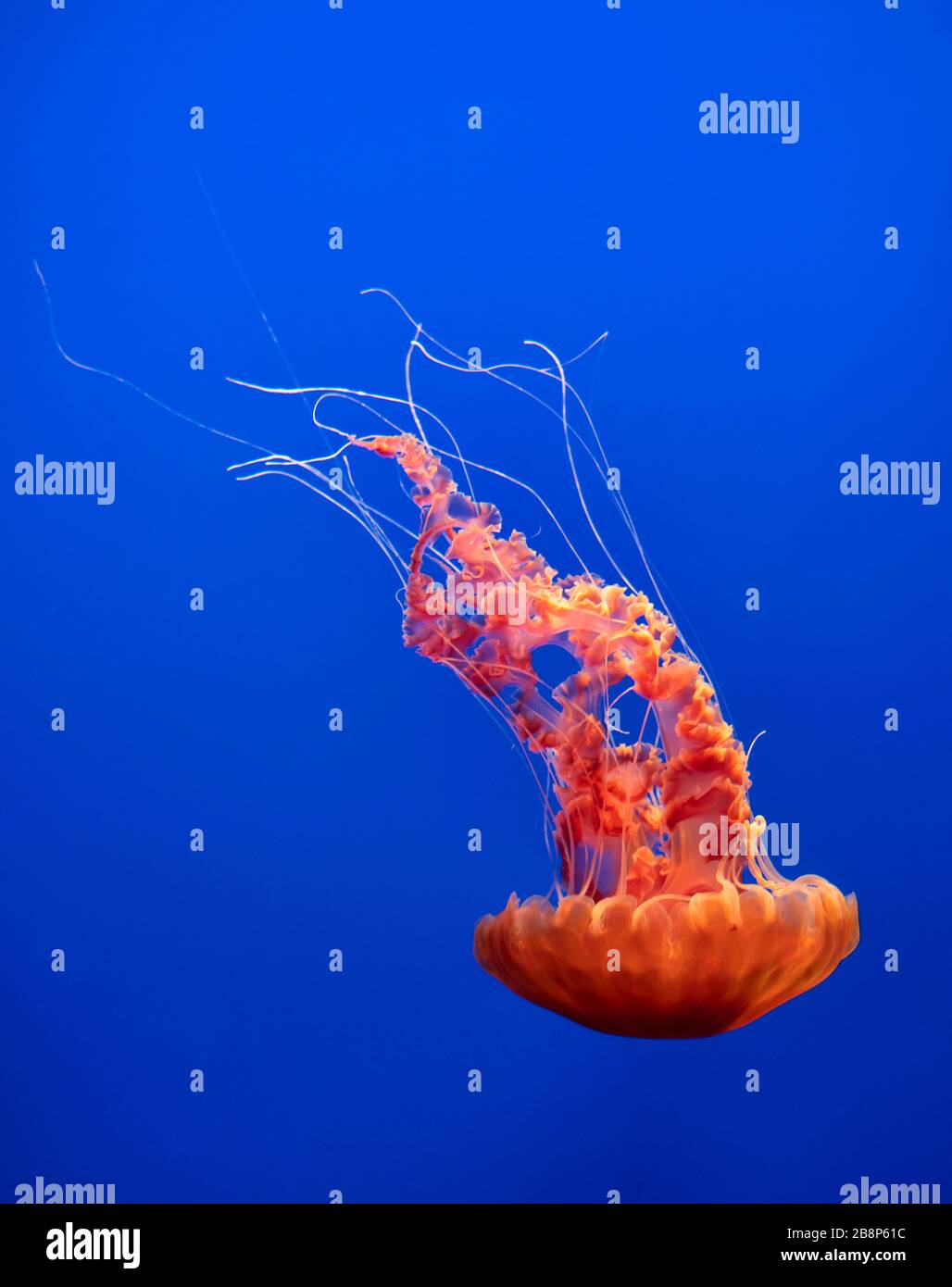 Jelly Fish Stock Photo