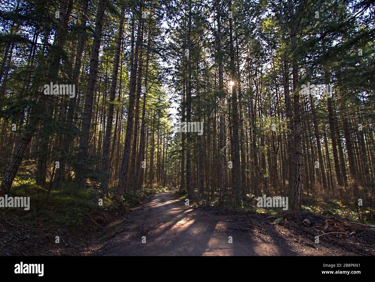 Canada forest planting hi-res stock photography and images - Alamy