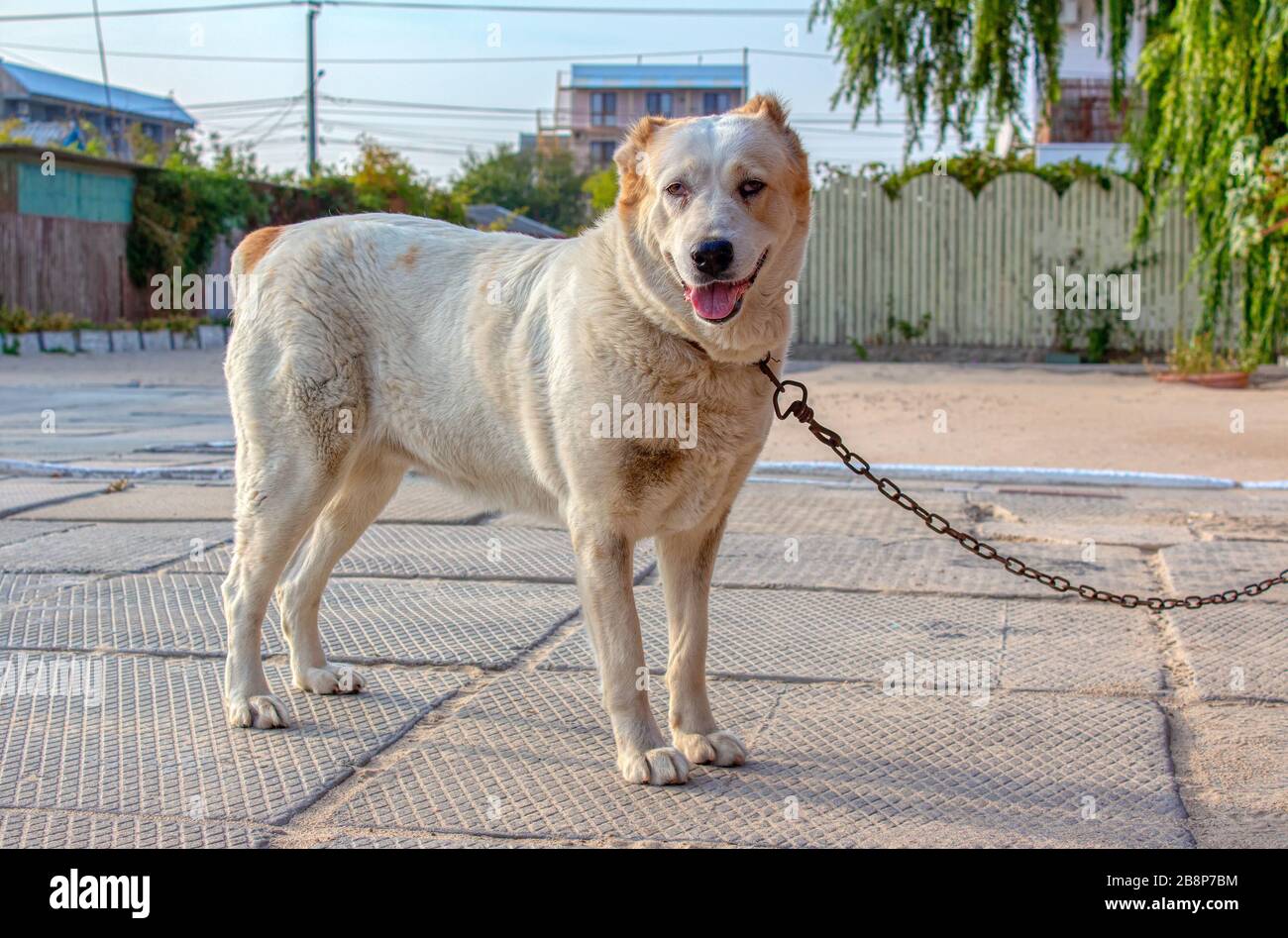 Dog On A Chain High Resolution Stock Photography And Images Alamy Dog On A Chain High Resolution Stock Photography And Images Alamy