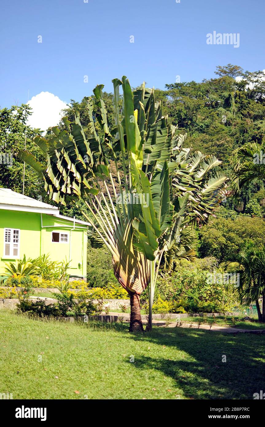 An unusual palm tree at Dominica Botanical Gardens. Island hiking Dominica Tree of the family of bananas.Ravenala madagascariensis,Traveller tree. Stock Photo