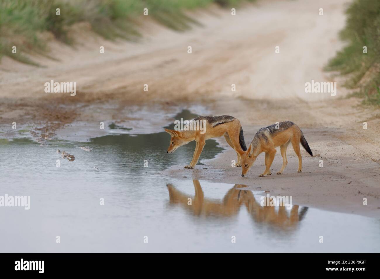 Black-backed jackals (Canis mesomelas), on a dirt road, ready to drink rainwater from a puddle, close of day,Kgalagadi Transfrontier Park,South Africa Stock Photo