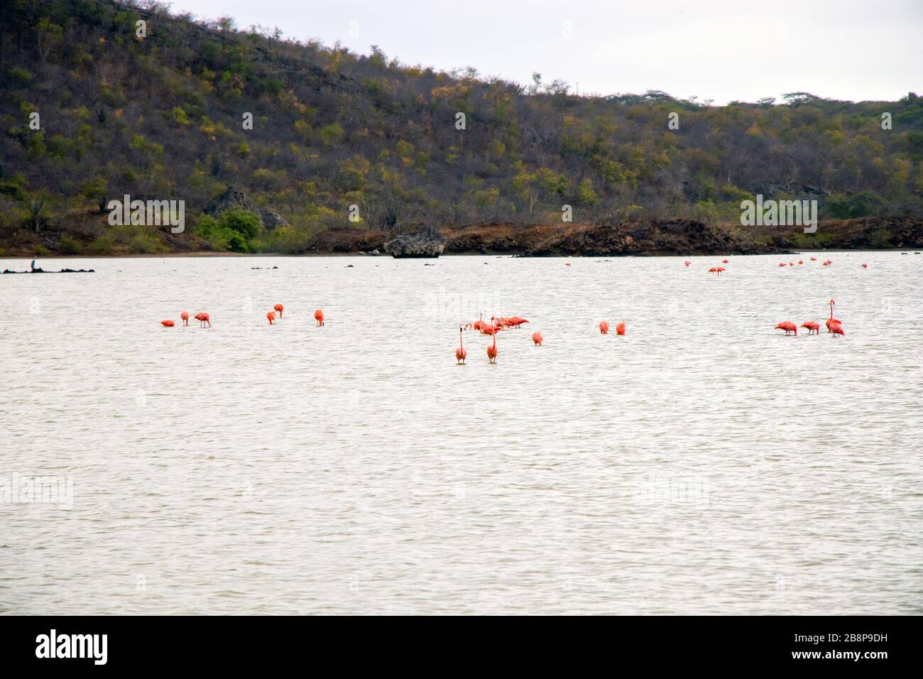 pink flamingos in the water on Curacao wildlife Stock Photo