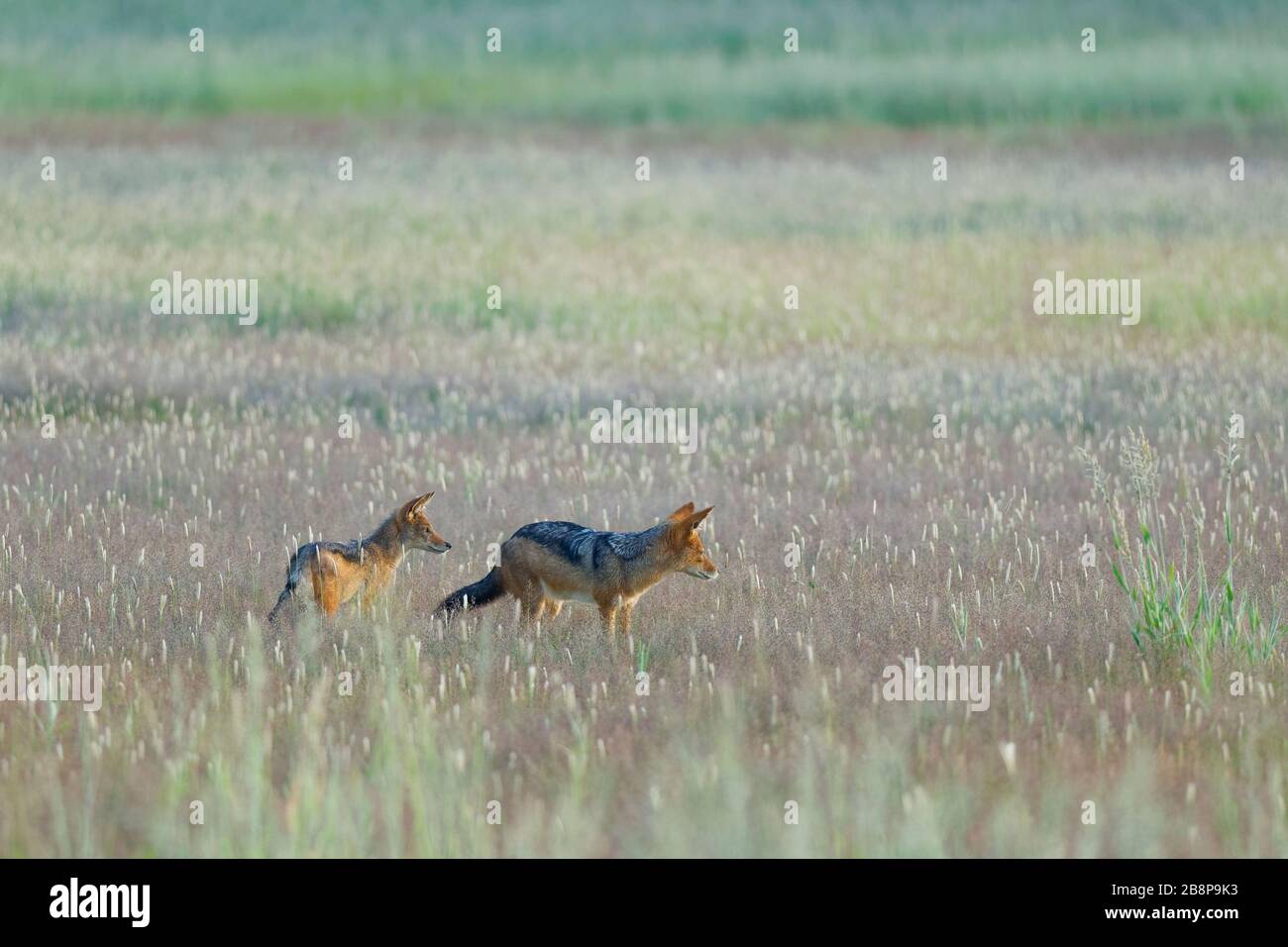 Black-backed jackals (Canis mesomelas), adult with young, in the high grass, early morning, Kgalagadi Transfrontier Park, Northern Cape, South Africa Stock Photo