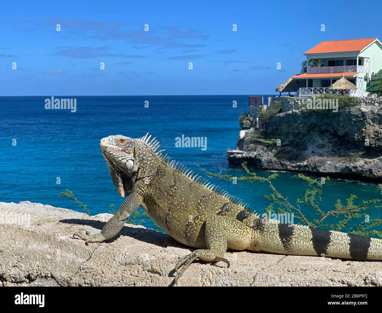 Iguana on Curacao with sea in the background wildlife Stock Photo