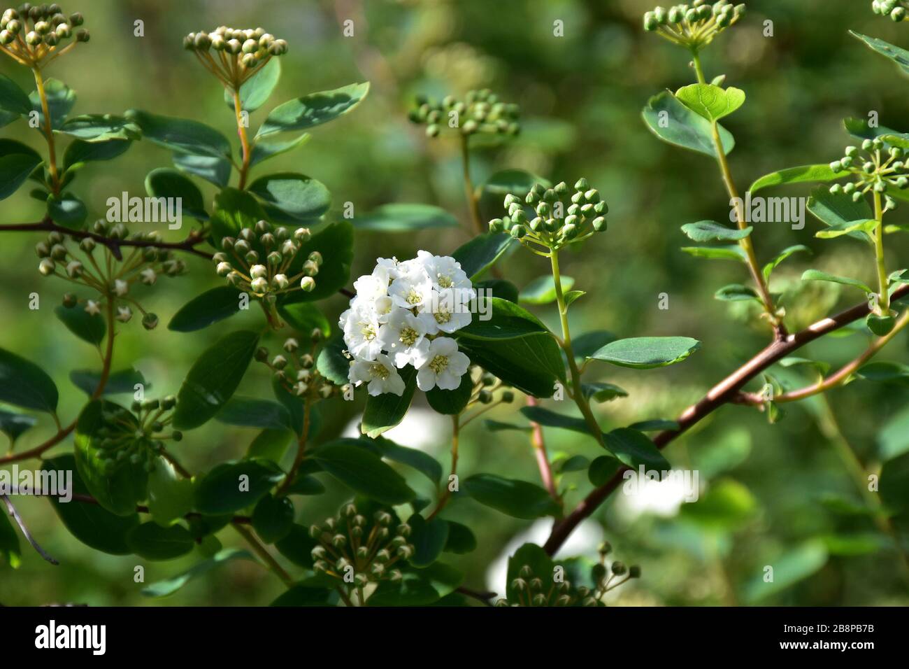 Clusters of buds and white flowers on a green ornamental shrub Stock Photo
