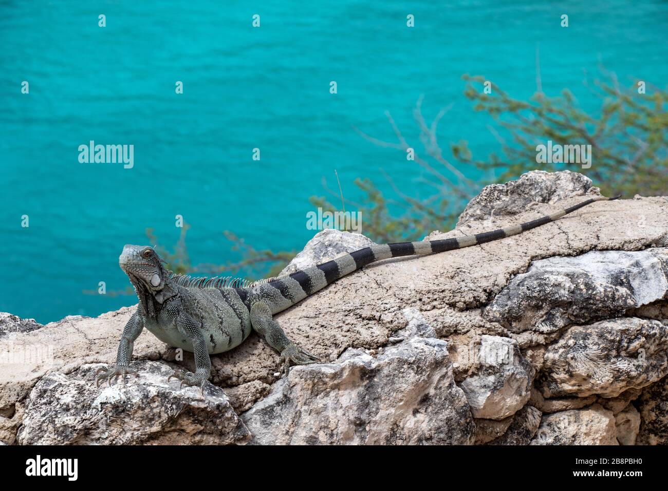 Iguana on curacao on a wall by the sea wildlife Stock Photo