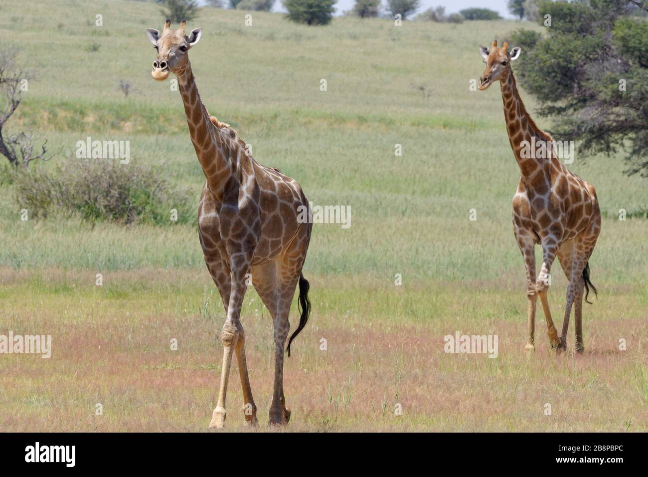 South African giraffes (Giraffa camelopardalis giraffa), two adults, walking in the grass, Kgalagadi Transfrontier Park, Northern Cape, South Africa Stock Photo