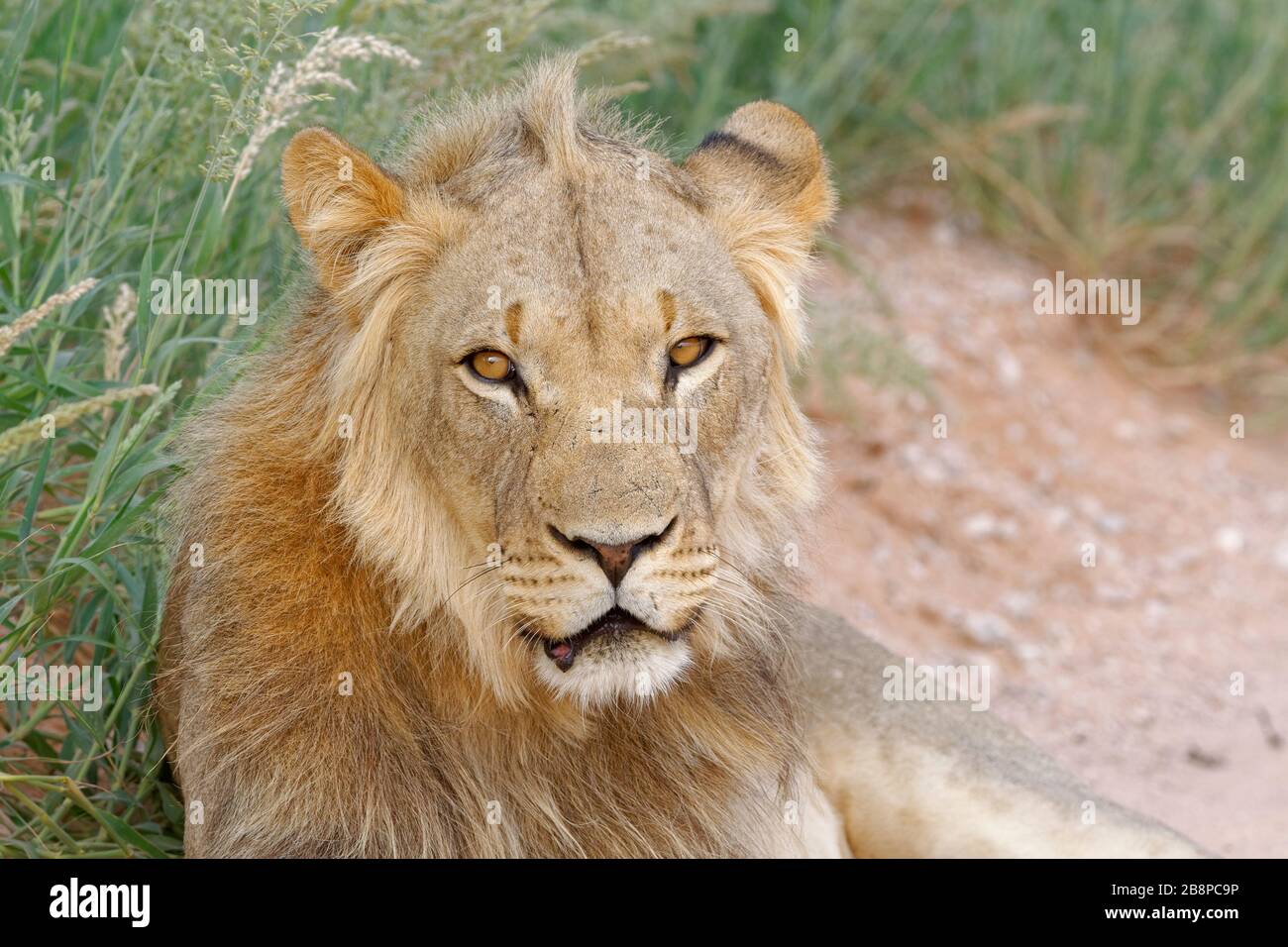 Black-maned lion (Panthera leo vernayi), adult male, lying on the side of a dirt road, Kgalagadi Transfrontier Park, Northern Cape, South Africa Stock Photo