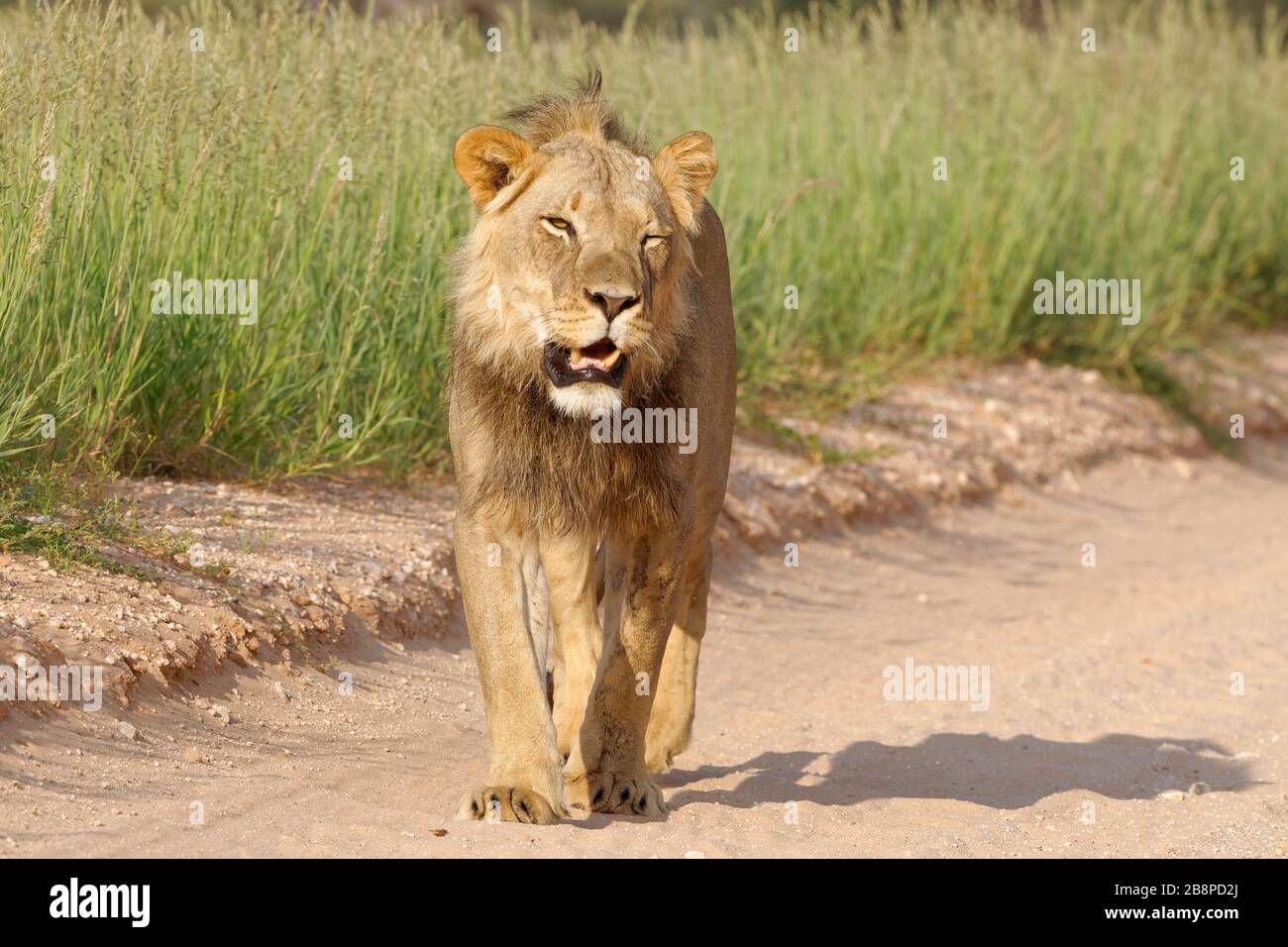 Black-maned lion (Panthera leo vernayi), adult male, walking along a dirt road, Kgalagadi Transfrontier Park, Northern Cape, South Africa, Africa Stock Photo