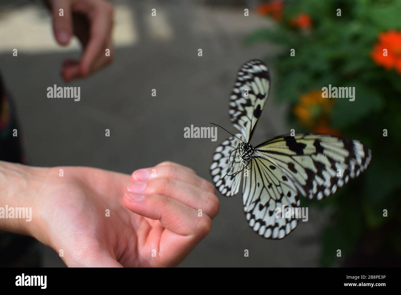 Yellow and Black Swallowtail Butterfly Flies to Hand in Butterfly Garden During Spring Stock Photo
