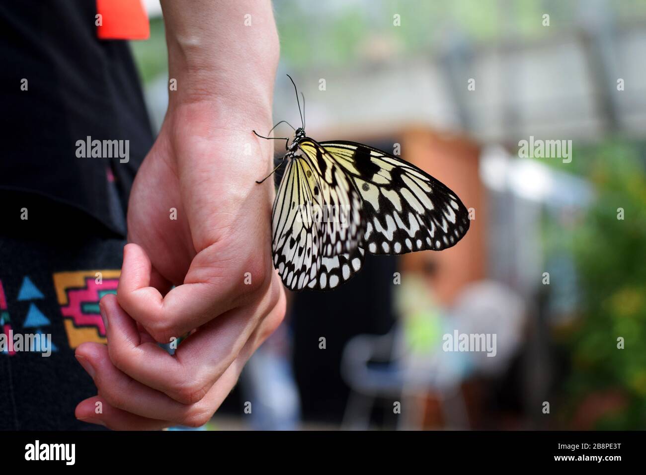 Black and Yellow Swallowtail Butterfly Lands on Hand and Licks Sweat in Butterfly Garden During Spring Stock Photo