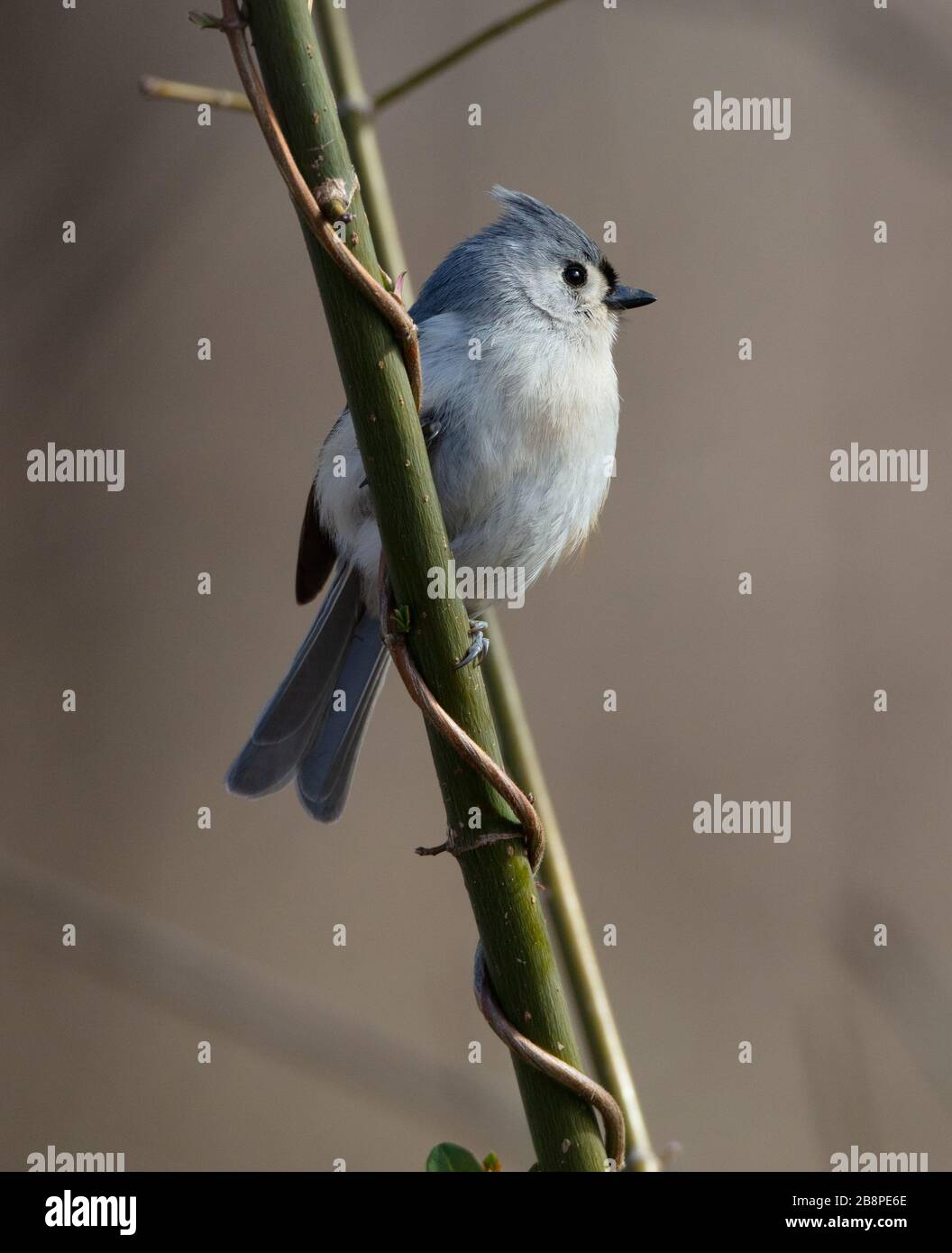 A handsome tufted titmouse (Baeolophus bicolor) perches on a green stem on a bright day Stock Photo