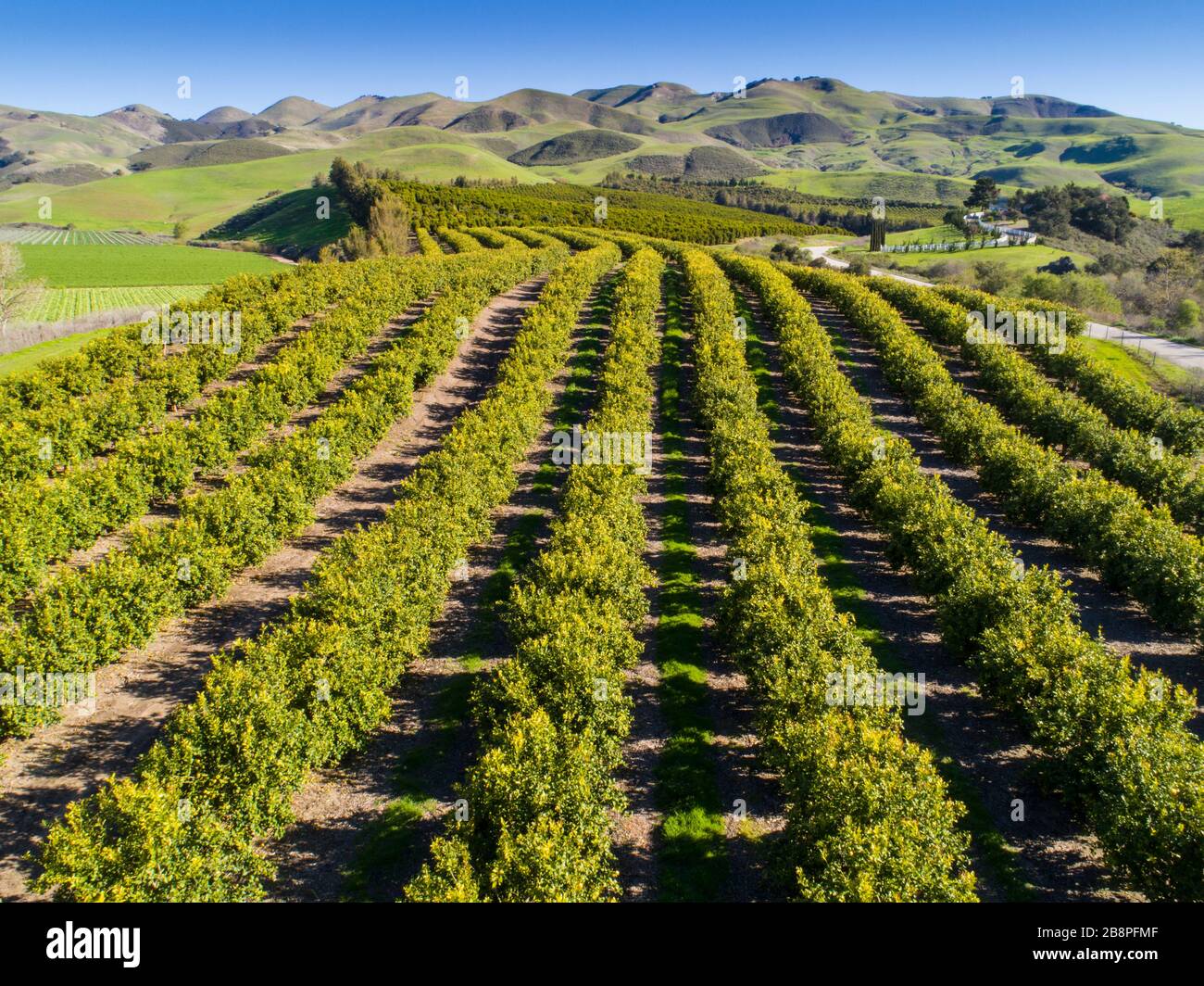 Orange groves hires stock photography and images Alamy