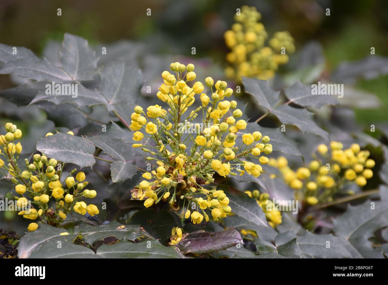Tiny yellow flowers and buds between broad and glossy leaves Stock Photo