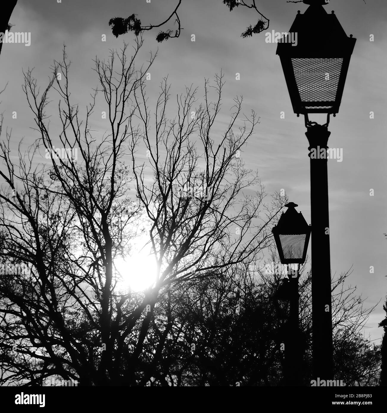 Walk in the park in black and white among trees and lampposts at sunset Stock Photo