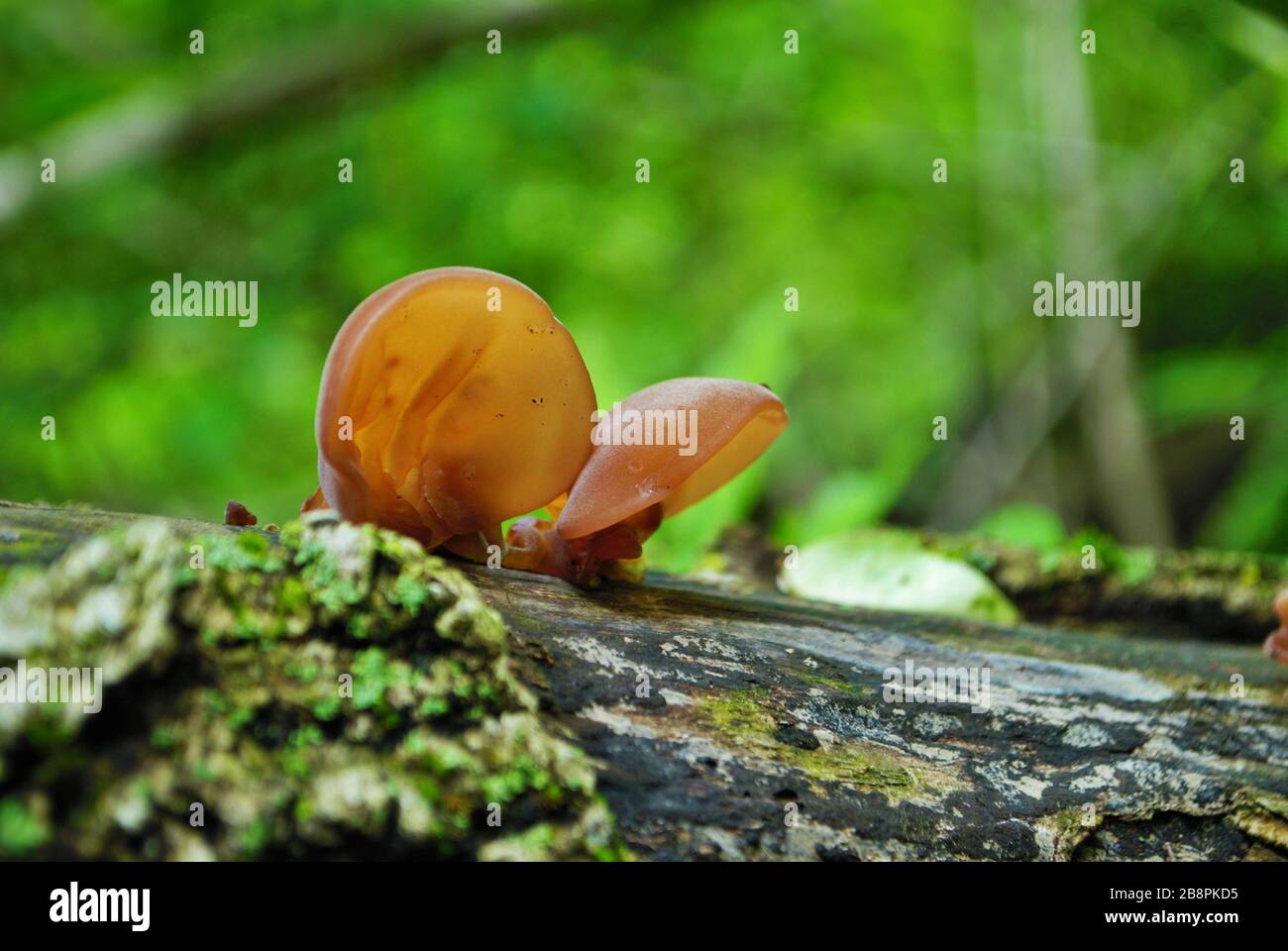 Jew’s ear fungus growing on a fallen tree in the woods Stock Photo