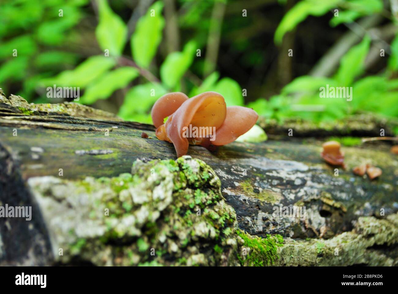 Jew’s ear fungus growing on a fallen tree in the woods Stock Photo