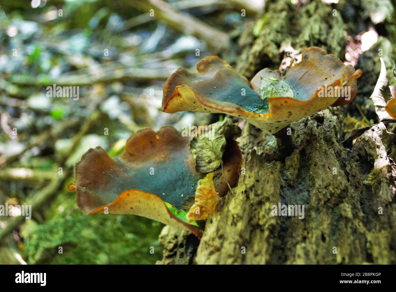 Cup fungus growing on fallen tree in the woods Stock Photo