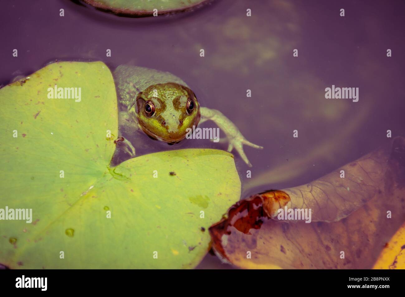 Grenouille hires stock photography and images Alamy