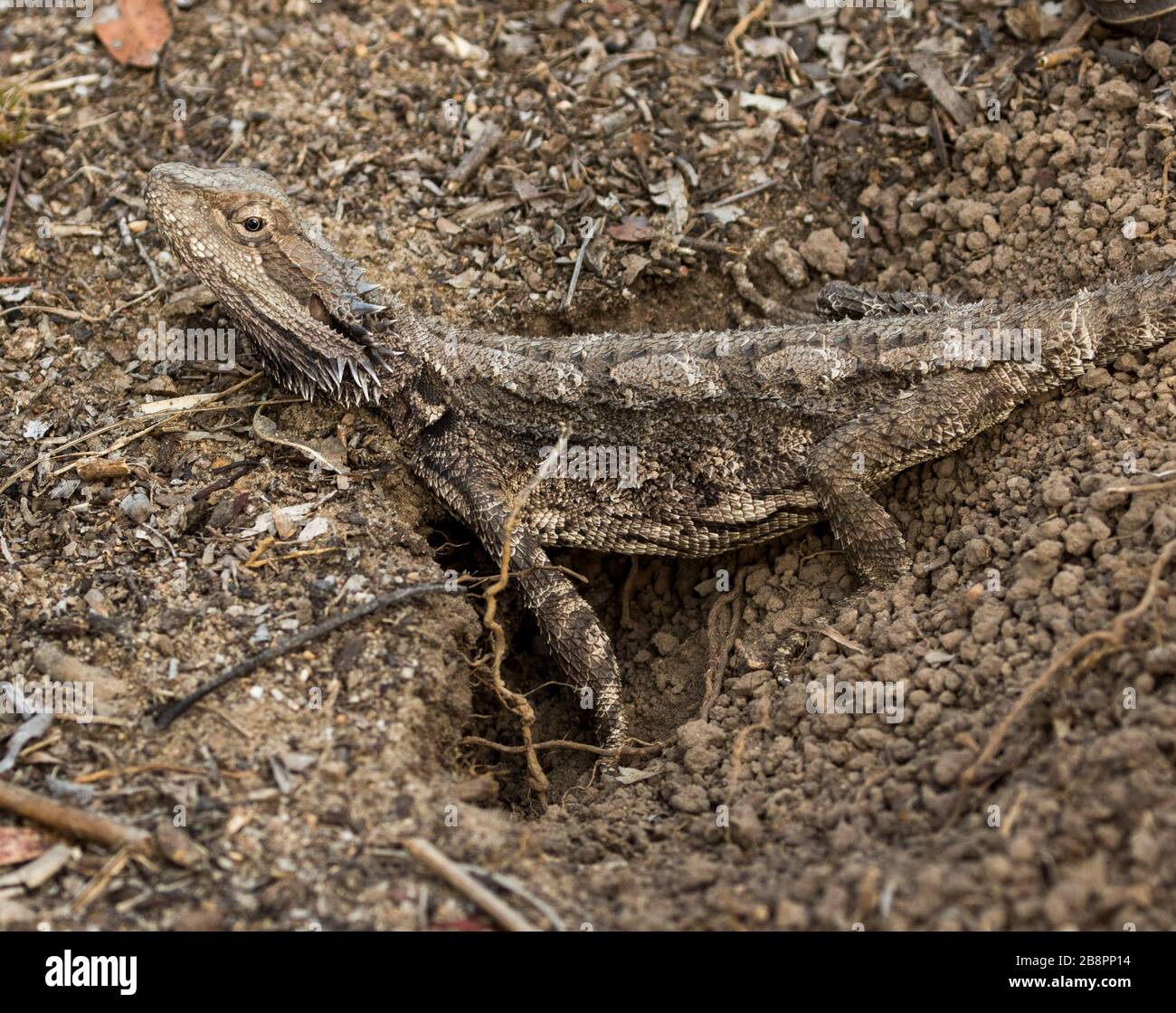 Female Australian bearded dragon lizard, Pogona barbata, digging a hole in which to lay its eggs in an urban garden Stock Photo