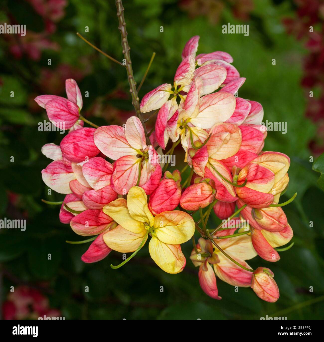 Cluster of stunning pink & yellow flowers of rare Rainbow Shower tree, Cassia fistula x  javanica, against background of green foliage Stock Photo