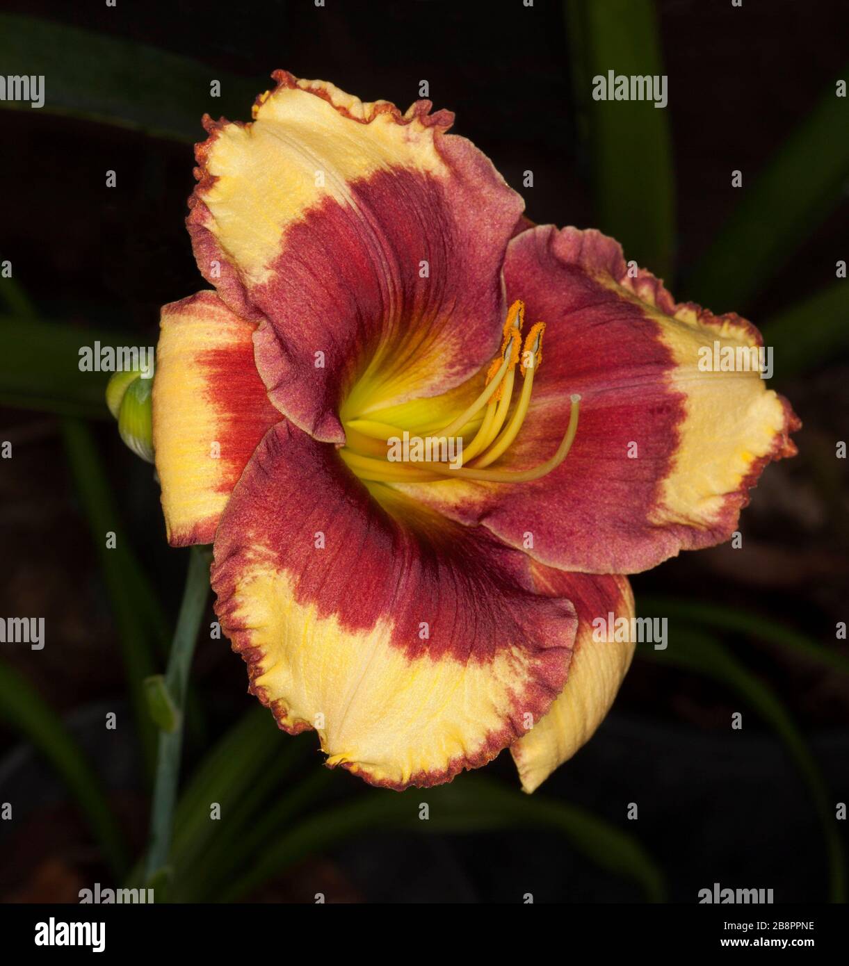 Stunning red and yellow flower of daylily, Hemerocallis 'Candid Colours', on background of dark green foliage Stock Photo