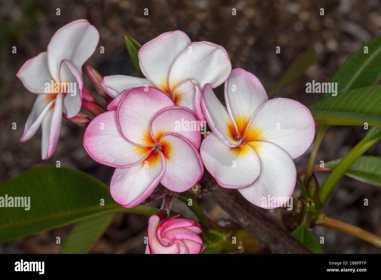 Cluster of beautiful pale pink and white perfumed flowers of Plumeria rubra 'Tornado',  frangipani flowers on dark background Stock Photo