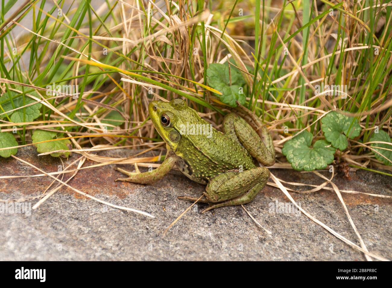 grenouille, frog Stock Photo