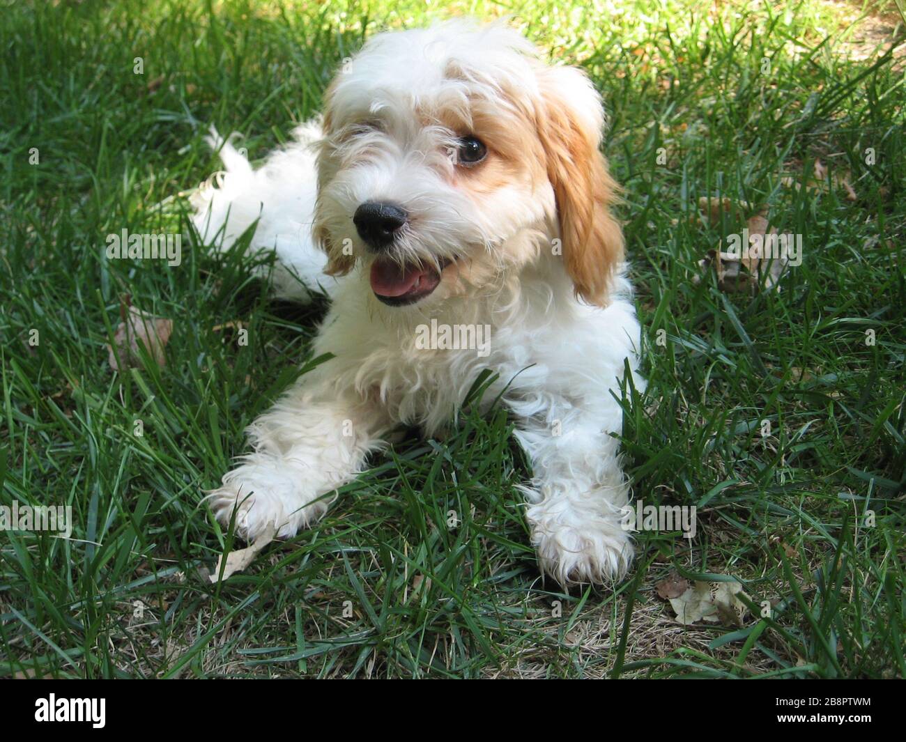 miniature poodle cross king charles cavalier