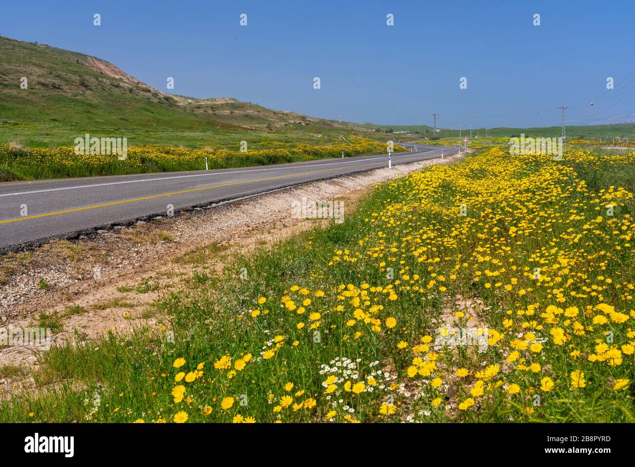 Yellow Crown daisy wildflowers on the roadsides of the Jordan Valley, Israel, Middle East. Stock Photo