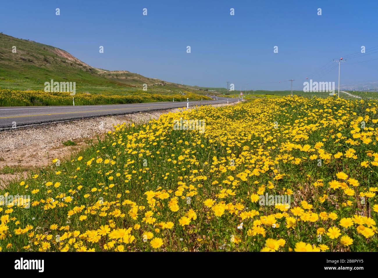 Yellow Crown daisy wildflowers on the roadsides of the Jordan Valley, Israel, Middle East. Stock Photo